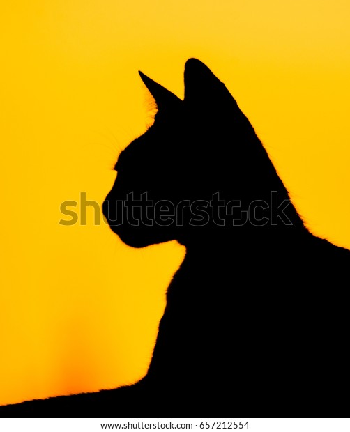 cat portrait\
silhouette
