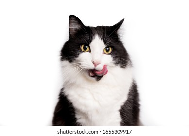 Cat Portrait Sticking Out Its Tongue