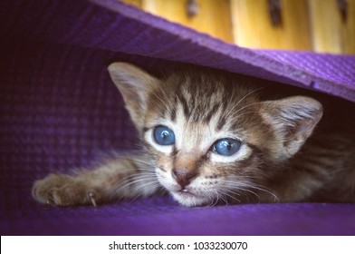 Cat Portrait. Striped Cat. Close Up View. Blue Eye.