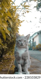 Cat poses to a camera