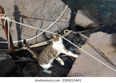 A cat posing for camera.