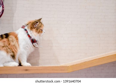 cat is posing in a home. - Shutterstock ID 1391640704