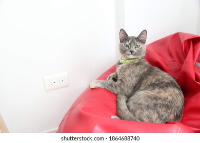 Cat Posing In Red Beanbag