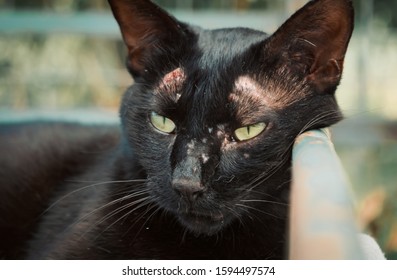 Cat Pound Closeup Shot Homeless Stray Stock Photo 1594497574 | Shutterstock