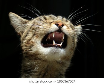 The Cat Preparing To Sneeze