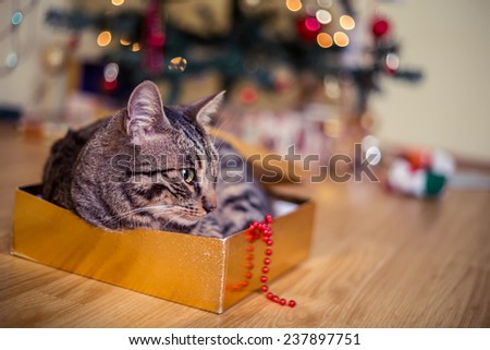 Cat as a present