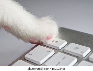 Cat pressing ESC button on keyboard