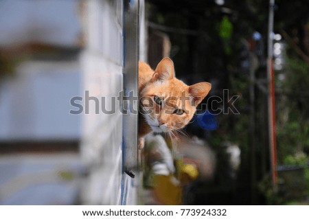 Similar – Image, Stock Photo The Hidden Cat Beautiful