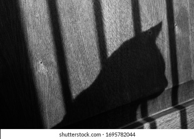cat profile shadow in black and white