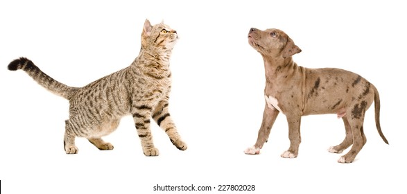 Cat And Puppy Standing Looking Up Isolated On White Background