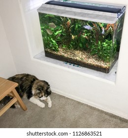 Cat Quietly Resting Next To A Fish Tank In Wall Niche