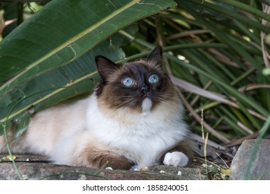 Cat ragdoll sitting on rock in the shade outdoors in nature looking up