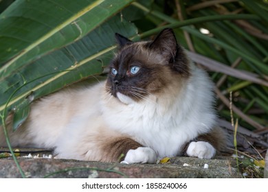 Cat ragdoll sitting on rock in the shade outdoors in nature looking to the side