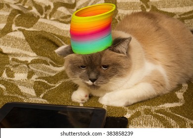 cat with rainbow