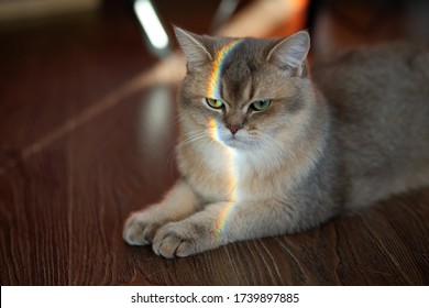 Cat With Rainbow On Face
