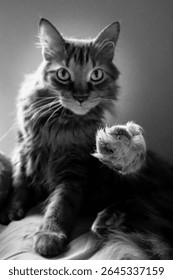 Cat Reaching Paw Forward in Dramatic Light