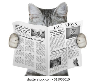 Cat Reading A Newspaper