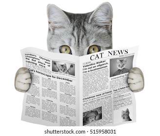 Cat Reading A Newspaper