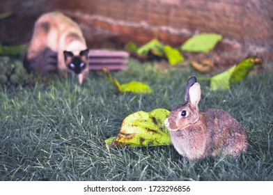 Cat Ready To Attack A Rabbit