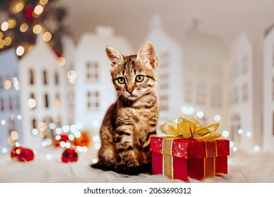 56,905 Christmas kitten Images, Stock Photos & Vectors | Shutterstock