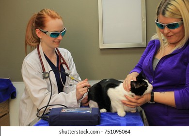 Cat Receiving Laser Therapy Treatment