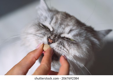 Cat receiving a medicine in a pill. Owner gives a pill to sick cat. Medicine and vitamins for pets. Pills for animals.