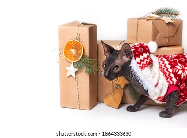 Cat In Red Christmas Clothes And Zero Waste Gifts Wrapping Kraft Paper Isolated On White Background. Peterbald And Sustainable Gifts. DIY New Year Concept With Pet