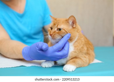 A cat with red fur at vet's examination reception on table.The hands of male doctor in blue rubber nitrile glove.Veterinary clinic for healthy orange animal.The muzzle of pet is sick.Human profession - Shutterstock ID 2209513213