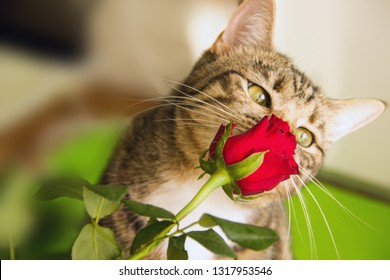 Cat and red rose. Festive background or holiday card. Beautiful red roses, near the cat and a place for the inscription