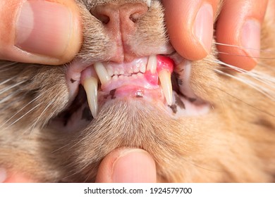 Cat with red, swollen an inflamed gums. Resorption of teeth in felines and gingivitis concept. Painful mouth and dental erosion. Chewing difficulties in cats. Comparison with healthy side gums. 