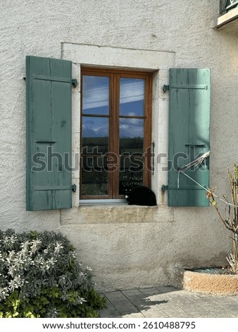 창문에 비친 고양이 A cat reflected in a window.