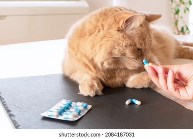 Cat Refusing Pill Medication From Its Owner. Cat Who Doesn't Like Taking The Pill.
Concept About The Difficulty Of Administering Veterinary Drugs.
Owner Trying To Give Cat A Tablet That Is Disgusting.