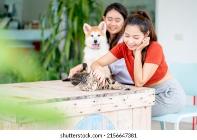 Cat Is Relax And Feel Calm During Paw Abdomain Or Shin By Pretty Woman While Other Friend Play With Dog Beside In Area Of Cafe Or Coffee Shop. 