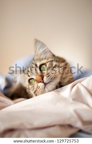 Similar – Image, Stock Photo Siberian Forest Cat Kittens