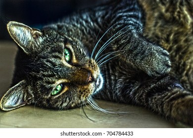 cat relaxing