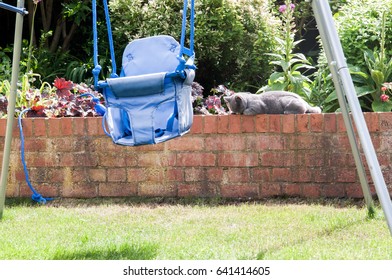 Cat relaxing in the garden on a sunny afternoon