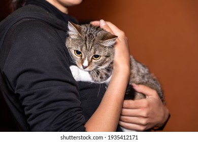 Cat Relaxing In Human Hands.