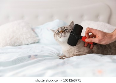 Cat In Relaxing Mood On The Bed. Human Friendly Hand Spoil This Cat With A Special Pet Brush.