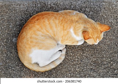 Cat relaxing on concrete floor - top down view. Contemplating, Sad, worried, resting feline. Ailurophobia. Cat waiting.