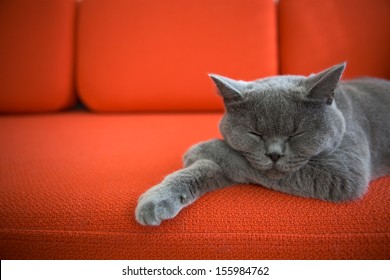 cat-relaxing-on-couch-260nw-155984762.jpg