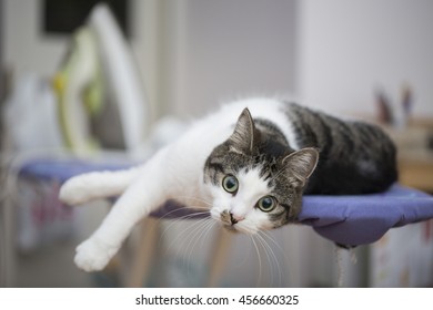 Iron Cat Stock Photos Images Photography Shutterstock