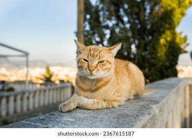 Cat relaxing on the rock at Marjan Park in Split, Croatia - Shutterstock ID 2367615187