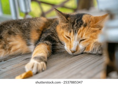 Cat relaxing on the wooden deck - Powered by Shutterstock