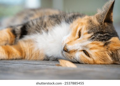 Cat relaxing on the wooden deck - Powered by Shutterstock