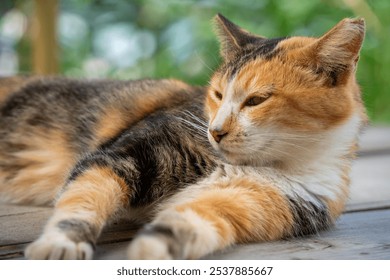 Cat relaxing on the wooden deck - Powered by Shutterstock