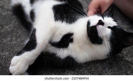 Cat Relaxing Outside During Summer