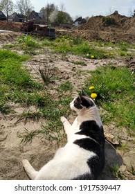 Cat Relaxing Outside In Nature Field