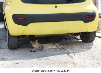 Cat Relaxing In A Shadow Of The Car, Sleepy Cat Under That Cat. Relaxing Cat On Siesta Time, Cat Resting, Cat In Street On Sunny Day