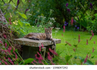 Cat Relaxing - Stock Stock Friendly Animal Happy To Be Outside Garden Green Grass Furry Pet Walking Across Log Tree Stump Willow Trees Background Adventure Out Sitting Down Relaxing Chill 