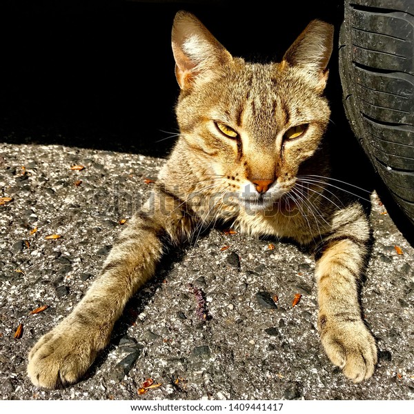 Cat relaxing underneath the\
car